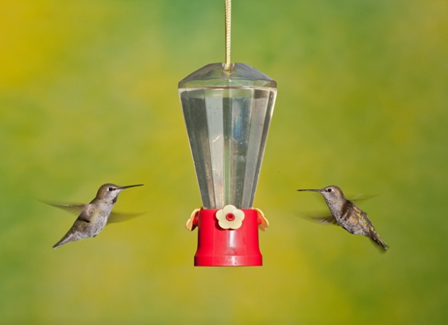 Solved! How to Keep Ants Out of Hummingbird Feeders