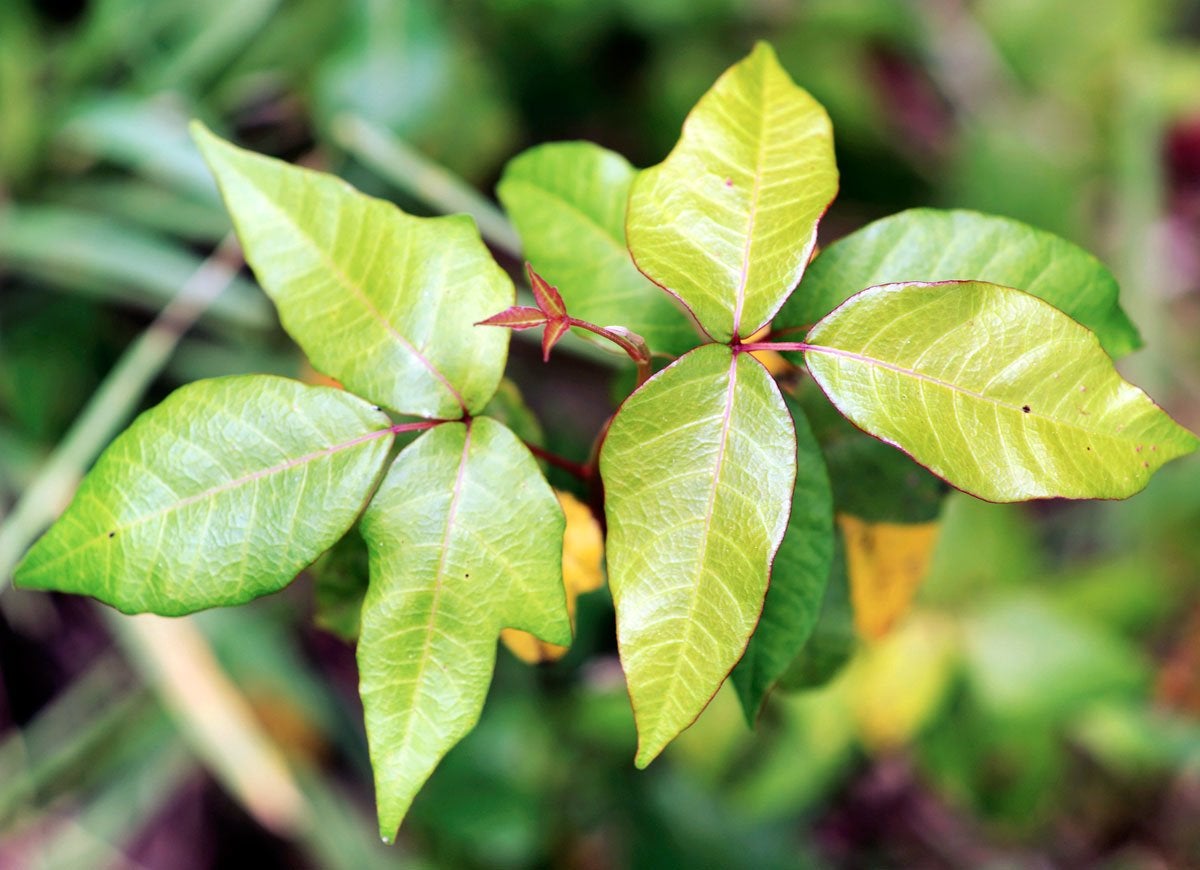 10 façons dont votre jardin peut vous nuire