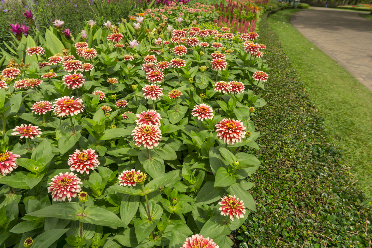 soins du zinnia