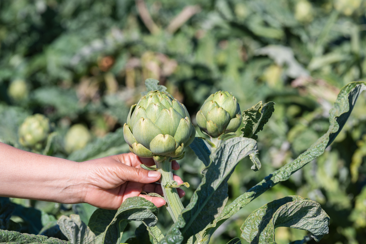 perennial vegetables