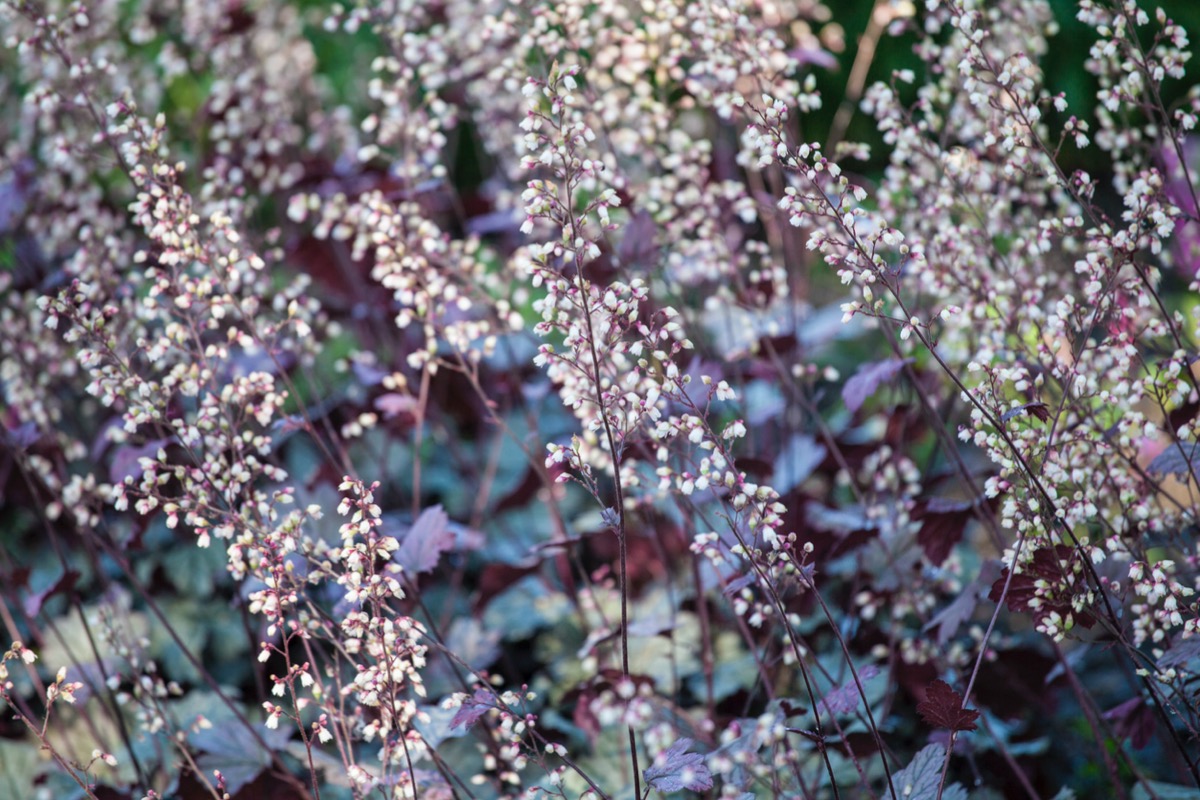 rabbit resistant plants