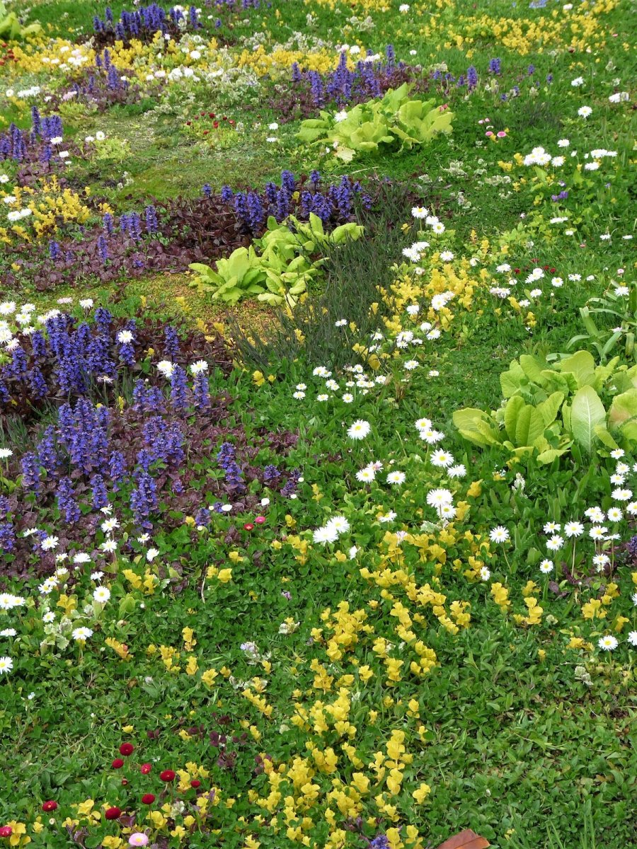 Une pelouse en tapisserie résidentielle avec de la camomille et d'autres plantes couvre-sol durables.