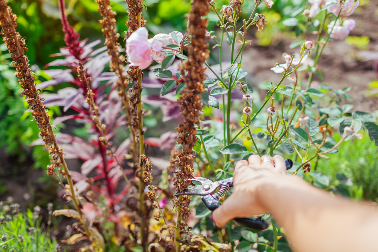 Picking foxgloves seeds in summer garden. Gardener cuts dry stem with seedpods with pruner. Growing biannual plants. Cleaning flower bed. Close up