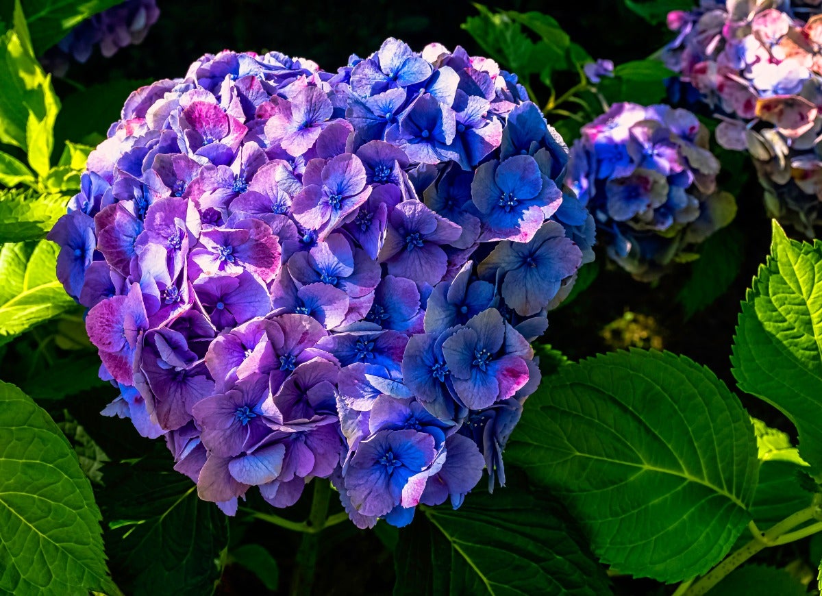 Plant These 12 Hydrangeas for a Showstopping Garden