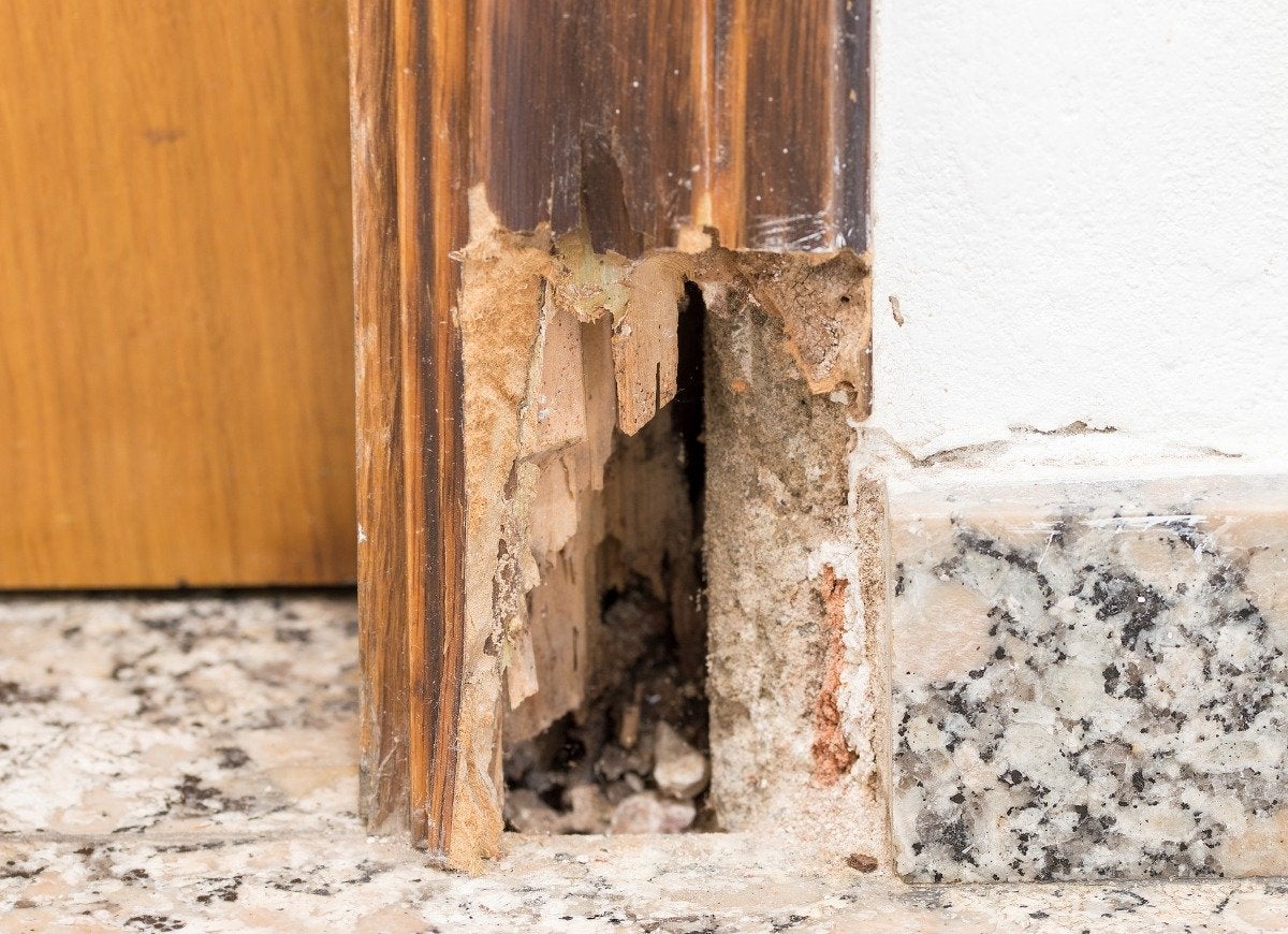 These 13 Pests Do the Most Damage to the Home