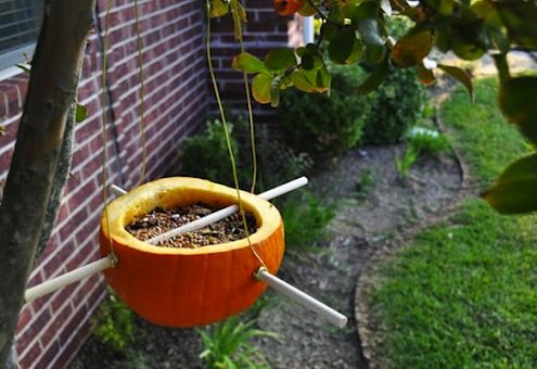 Pumpkin Bird Feeder