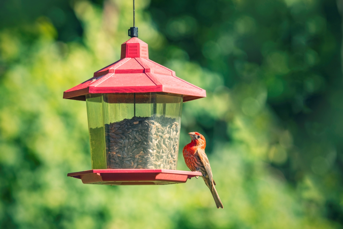 Oiseau rouge sur une mangeoire à oiseaux