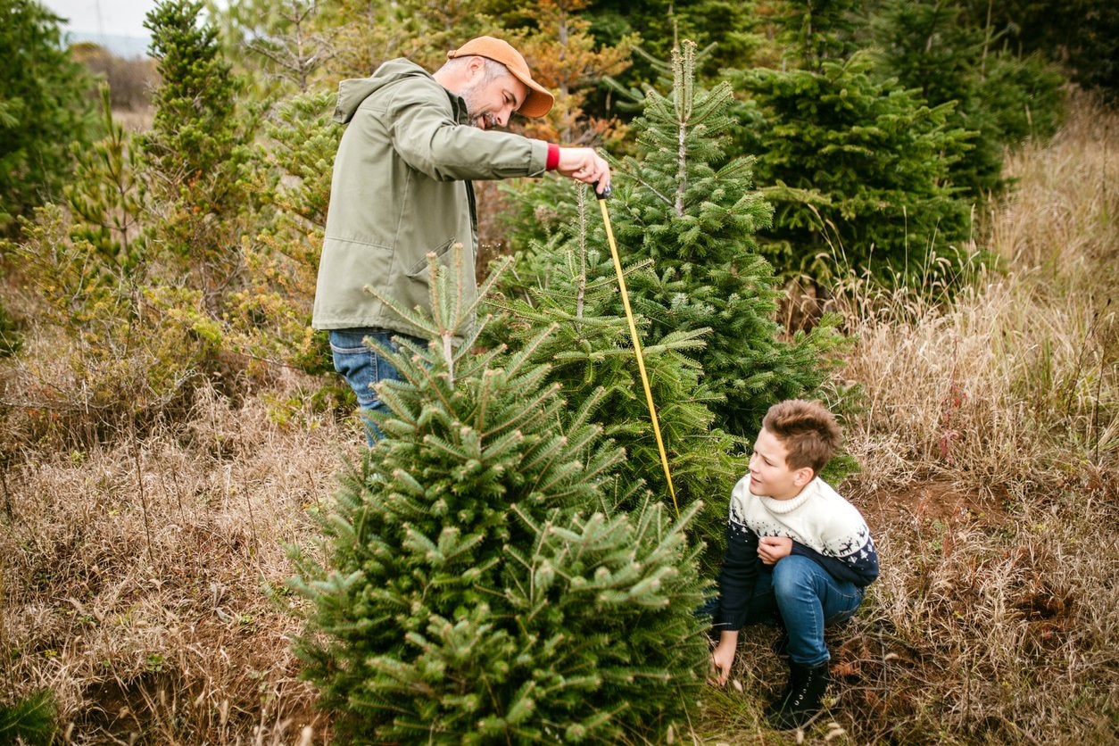 10 Things You Should Know Before You Cut Down Your Own Christmas Tree