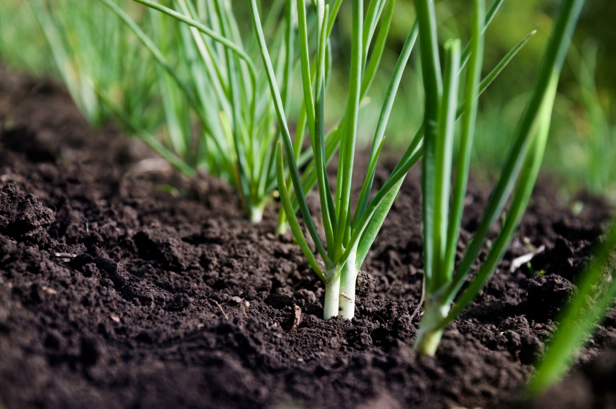 Scallions growing in garden