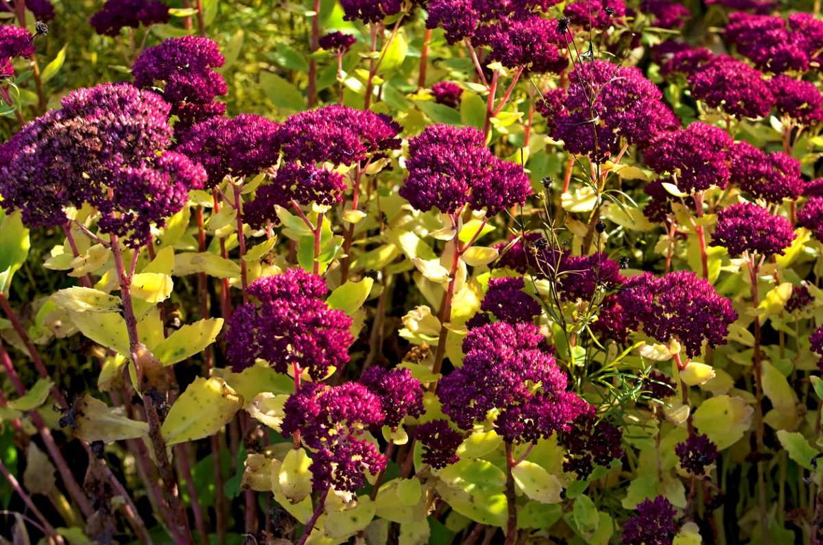 fleurs qui attirent les abeilles - fleurs bordeaux