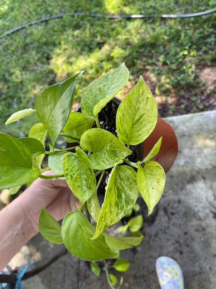 10 Pothos Varieties for Your Easy-Care Houseplant Collection