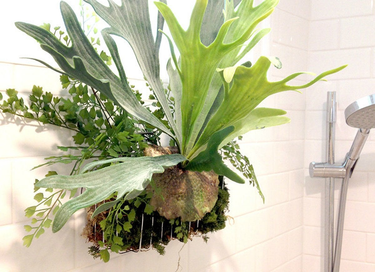 The Best Plants for Every Room of the House