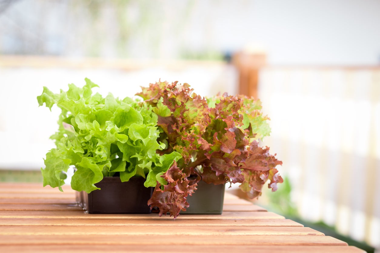 The 12-Inch Farm: 12 Foods You Can Easily Grow in Containers