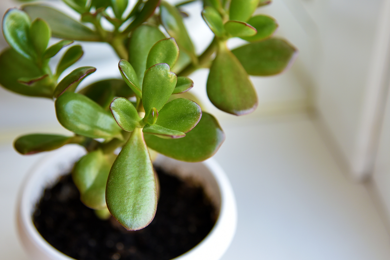 Succulent houseplant Crassula on the windowsill against the background of window.