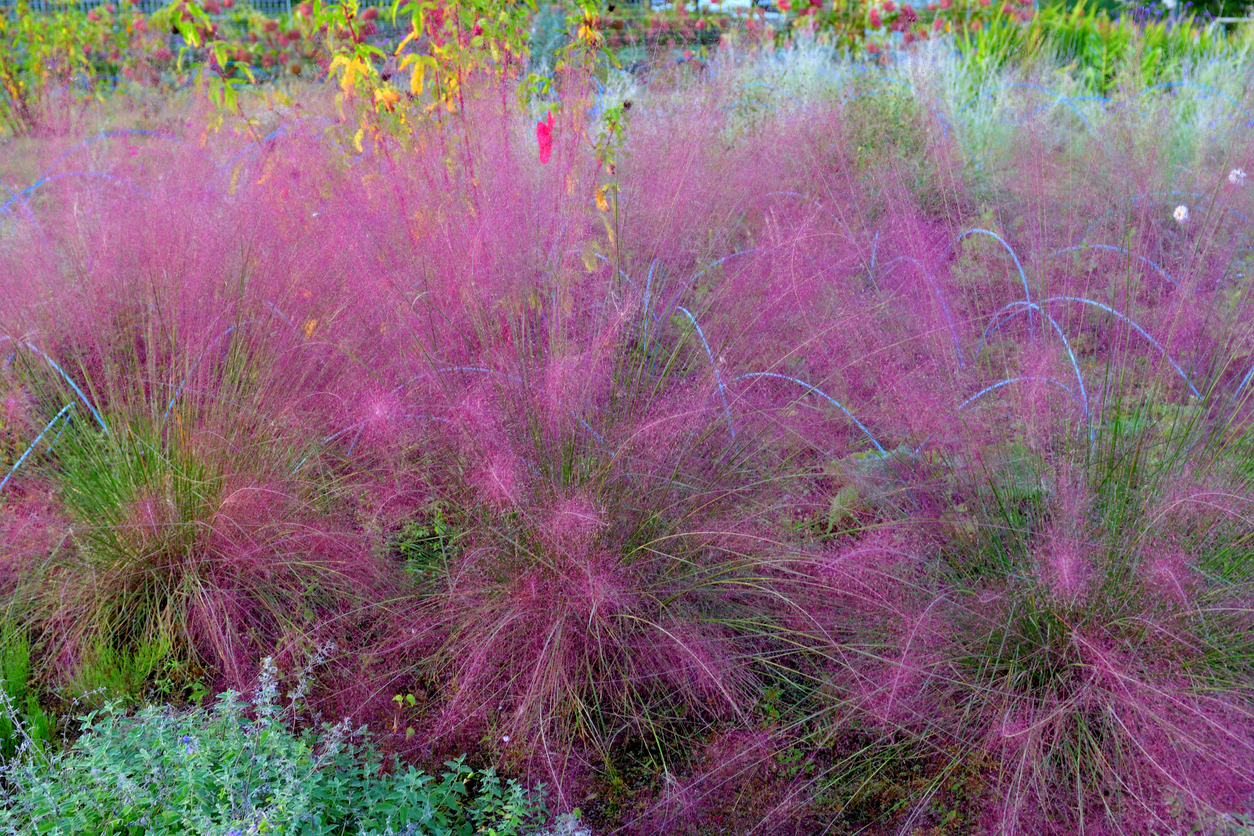 fleurs d'été