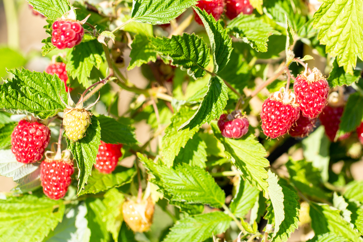 berry bushes