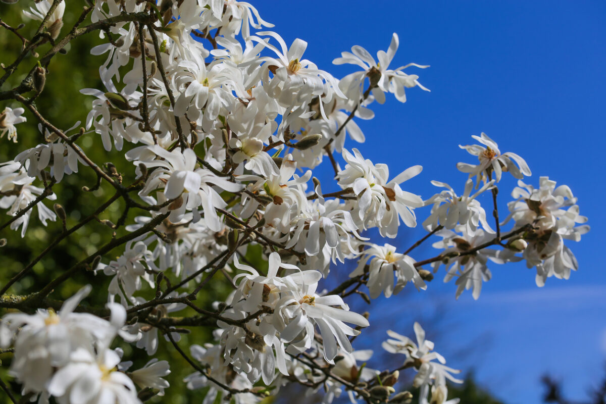 arbres en fleurs