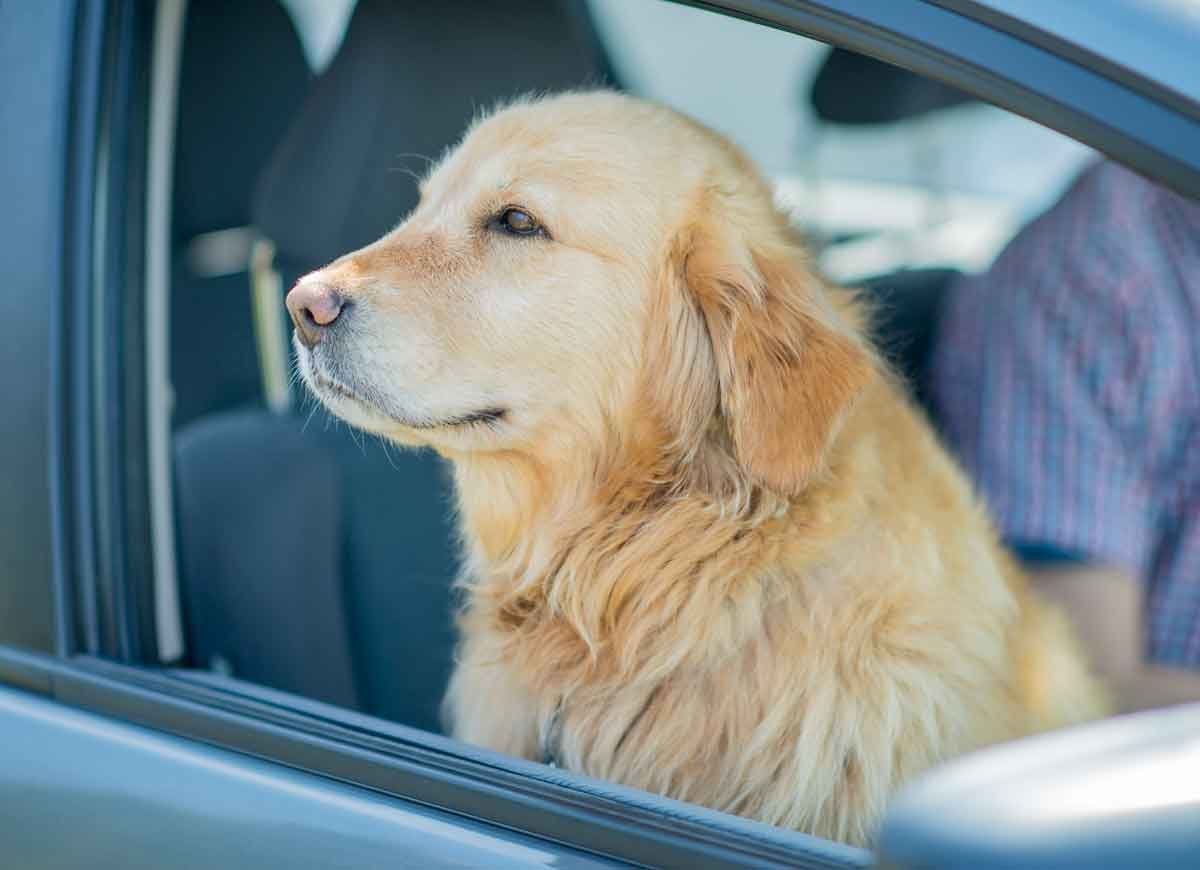 12 Things Never to Leave in a Hot Car