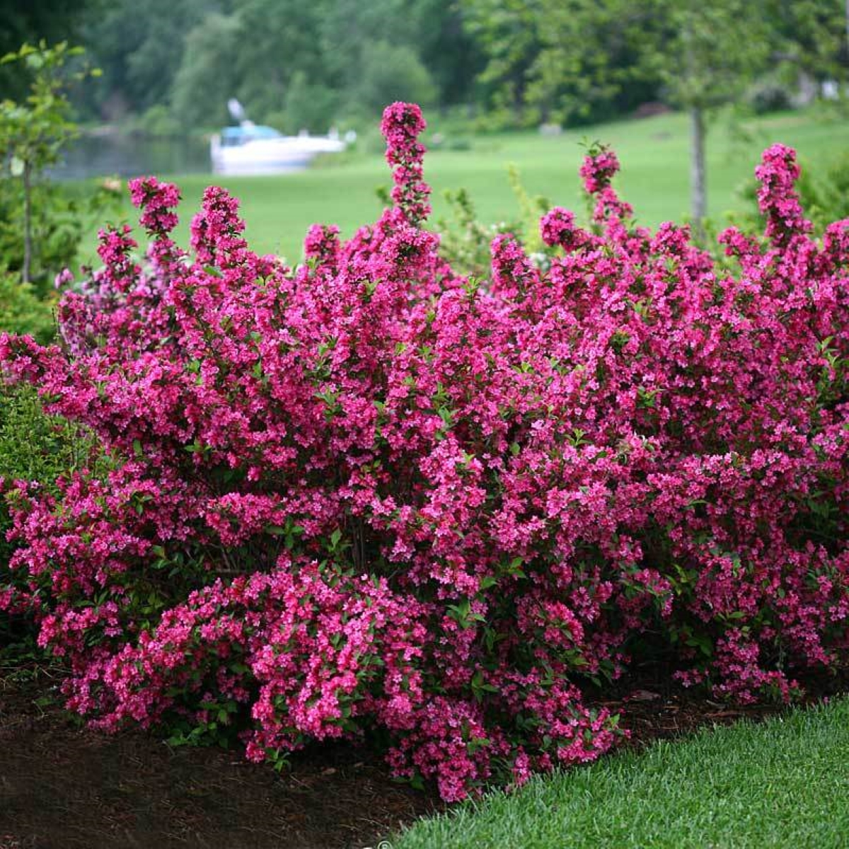 meilleurs arbustes pour le devant de la maison - buisson de weigela rose