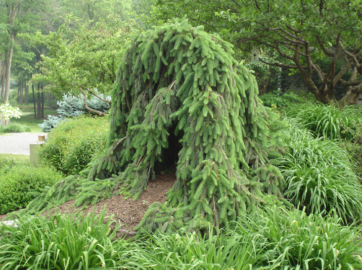 Weeping Norway Spruce (Picea abies ‘Pendula’)