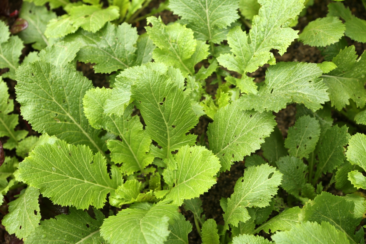 types de légumes verts asiatiques - gros plan sur les légumes verts à feuilles