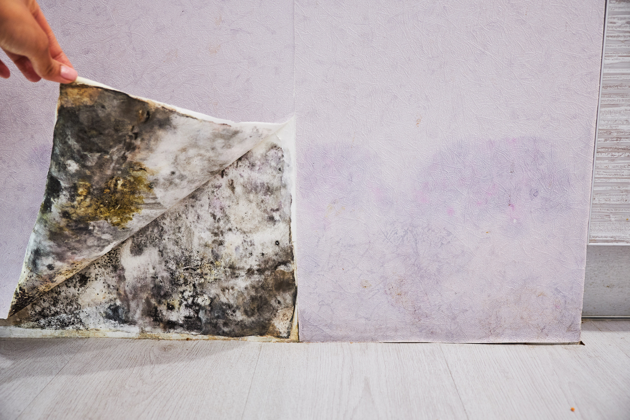 Close-up Of A Shocked Woman Looking At Mold On Wall