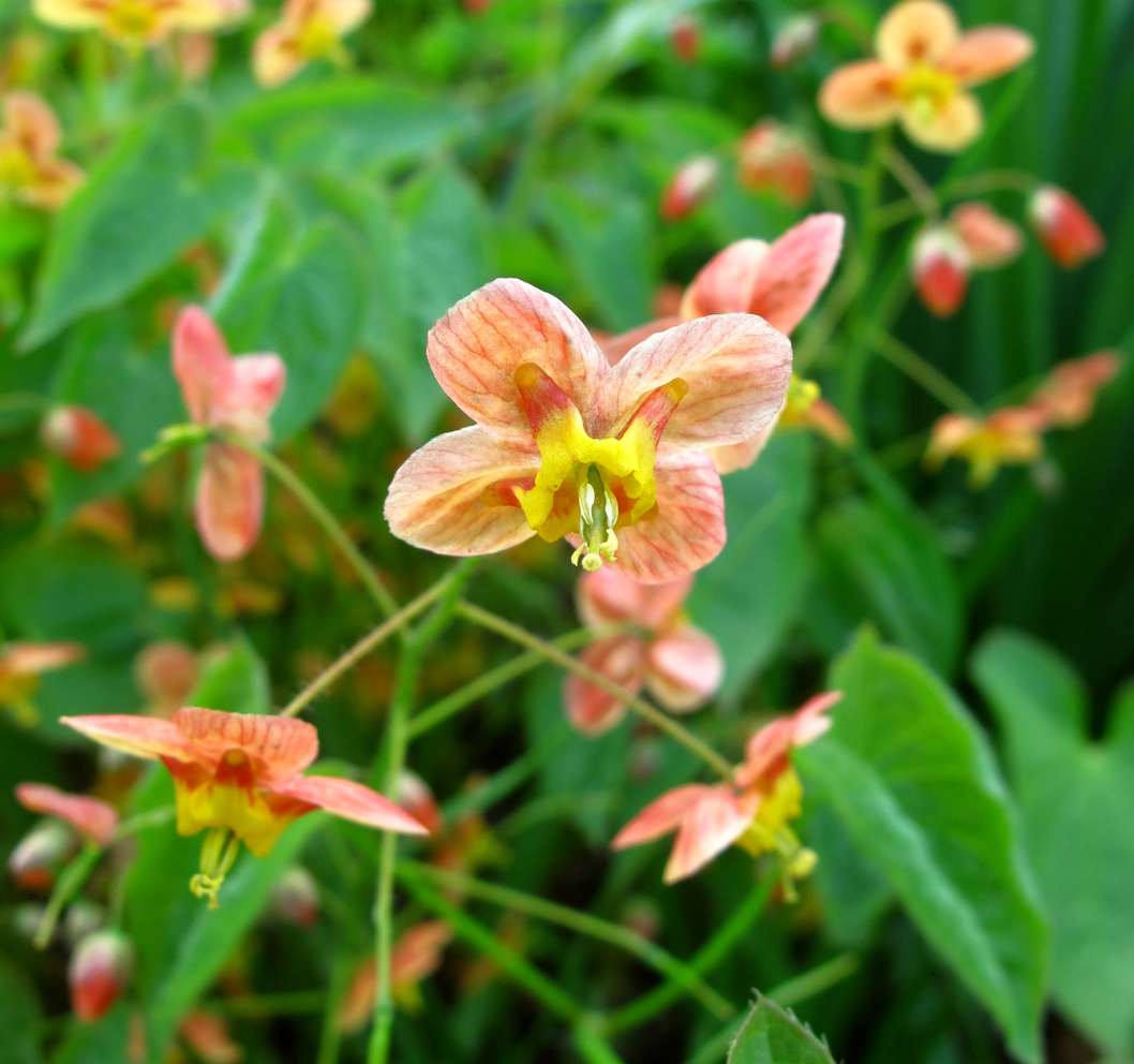 shade flowers