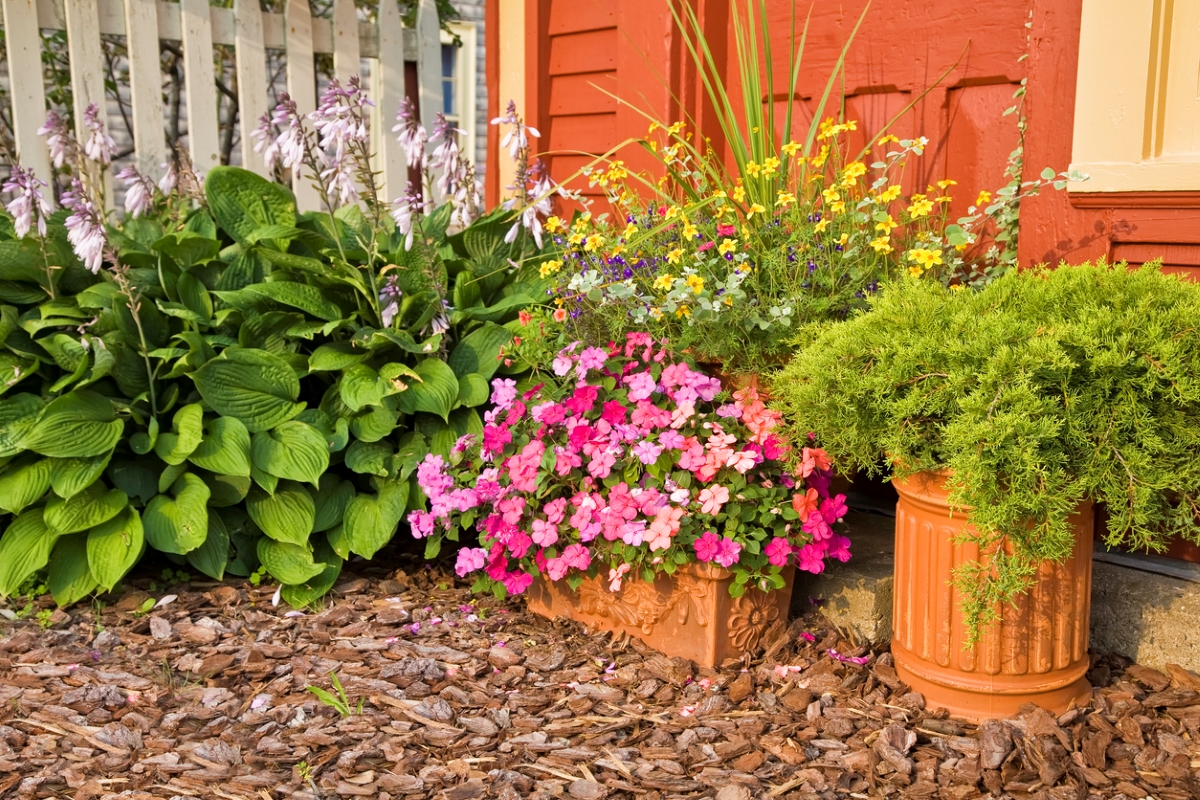 Various potted plants