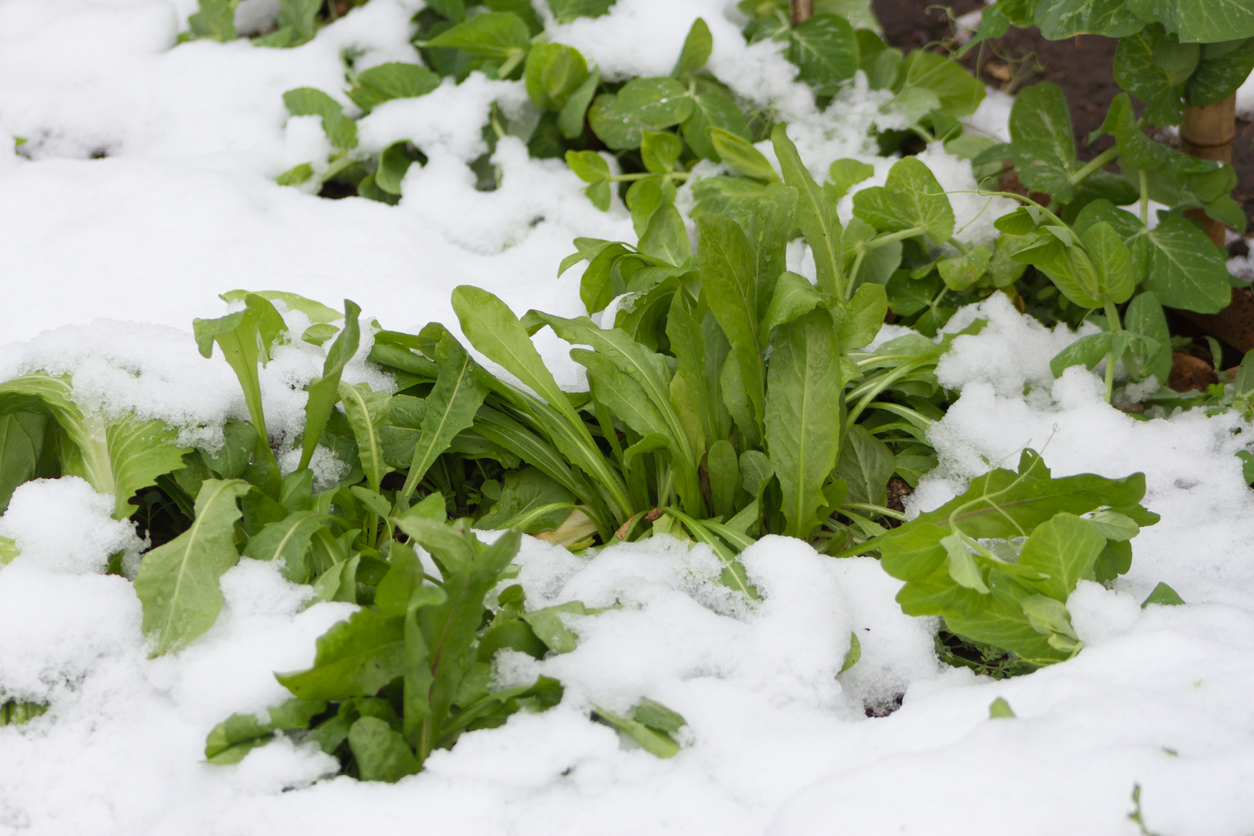 frost and vegetables