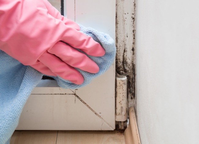 What’s the Difference? Mold vs. Mildew