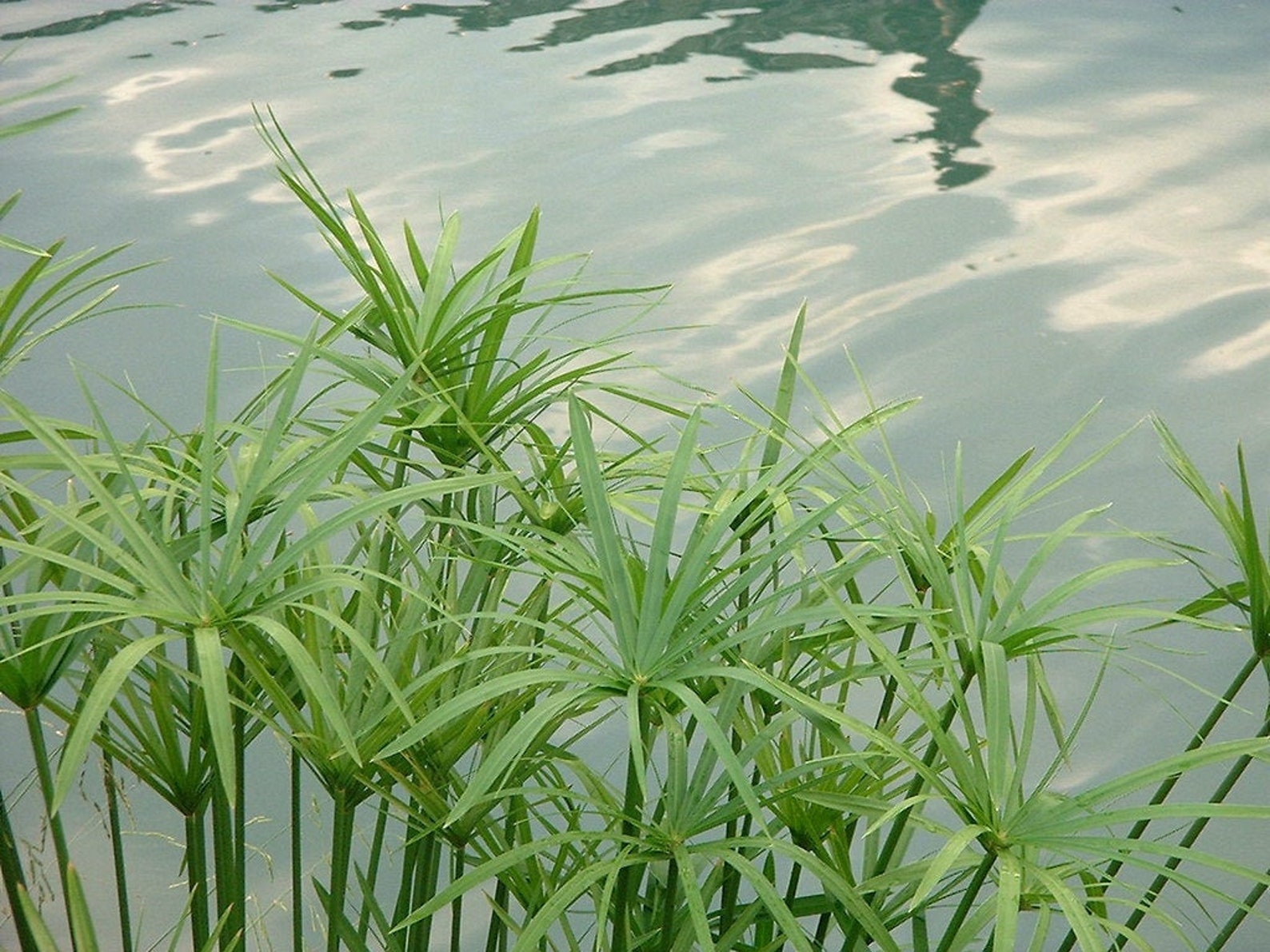 pond plants