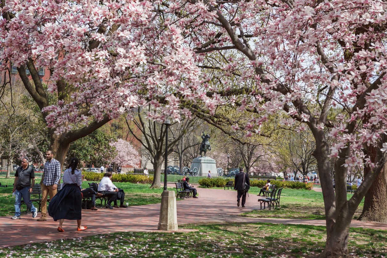 Les hommes d'affaires et les touristes se promènent et se détendent sur un banc dans le parc historique Lafayette avec des magnolias en pleine floraison pendant la saison des cerisiers en fleurs au printemps