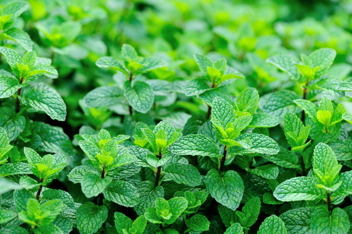 A close-up of green peppermint plants. 