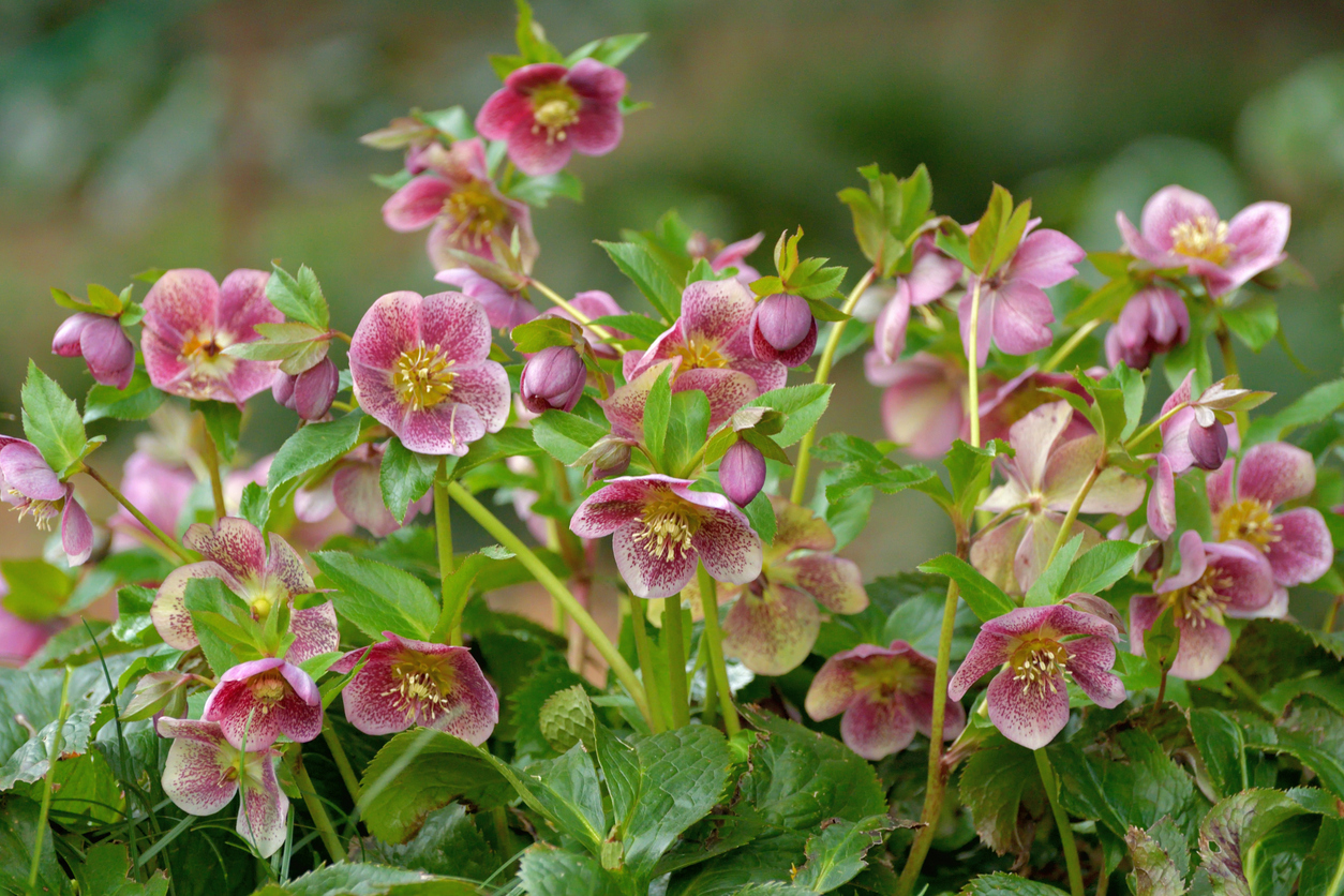 Christmas rose / Helleborus niger / Black hellebore