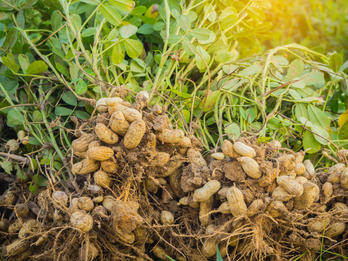 overhead view of peanut plants just pulled from the ground with peanuts at root and green leaves on top