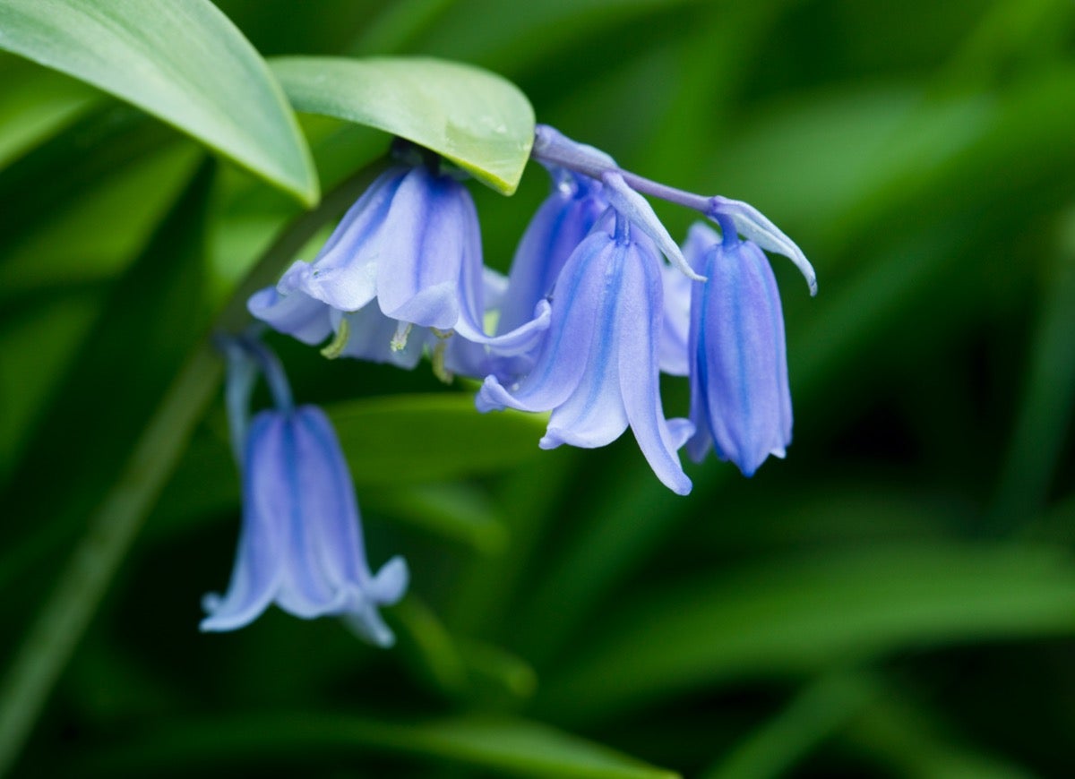 10 Ways to Make Your Garden More Bee-Friendly