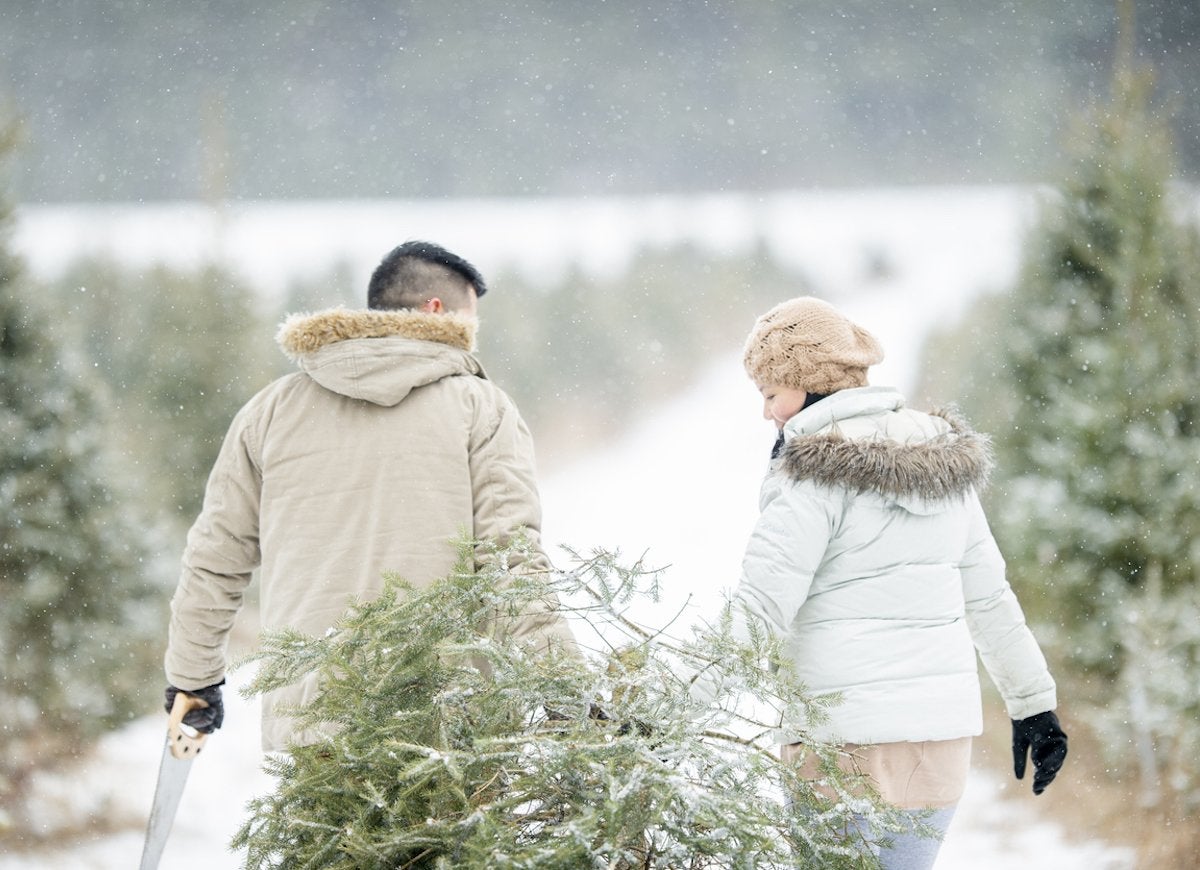 10 Things You Should Know Before You Cut Down Your Own Christmas Tree