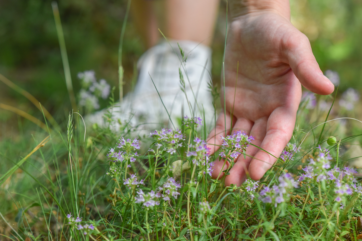 A person is leaned forward and touching creeping thyme.