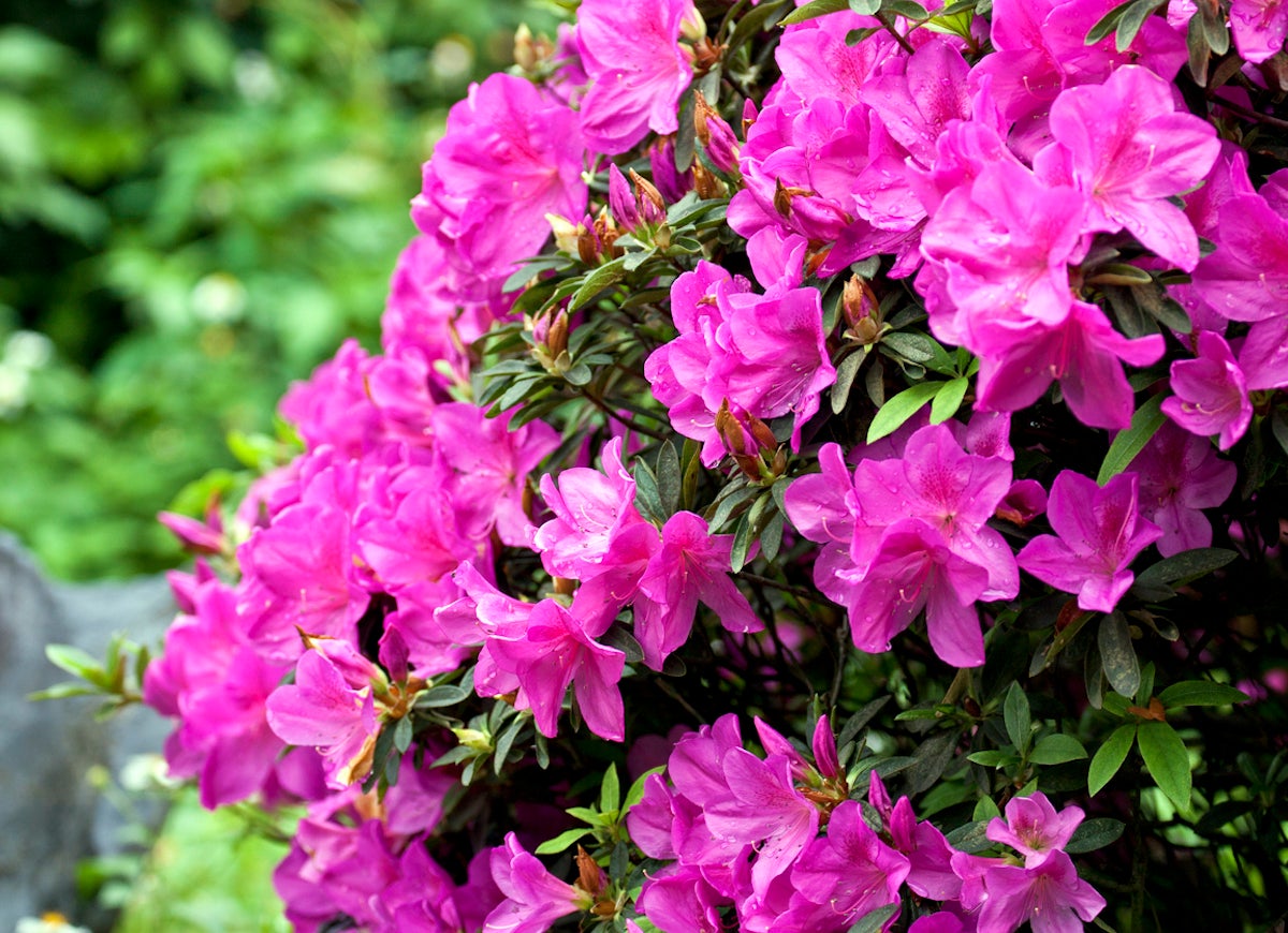 14 Plants, Shrubs, and Trees That Can Help You Sell Your House