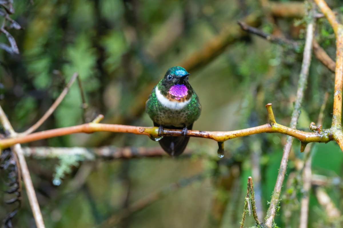 types de colibris