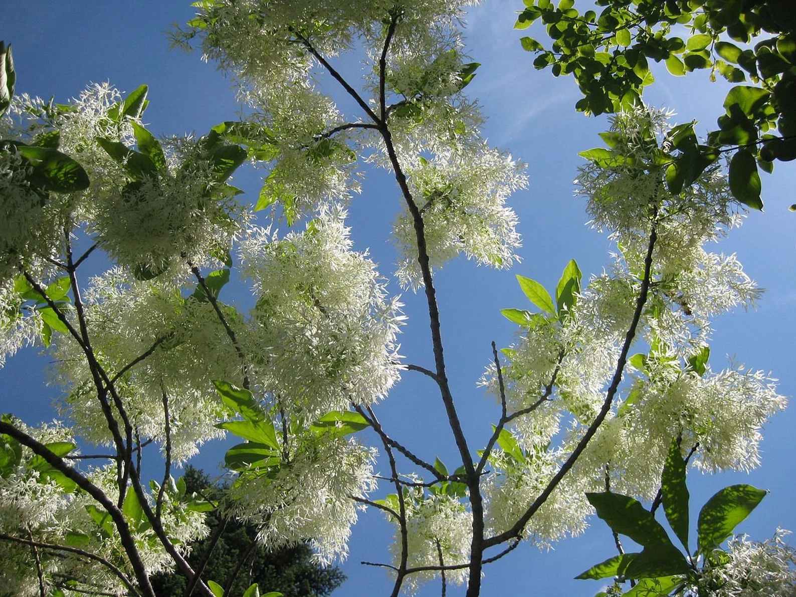 Arbre à franges