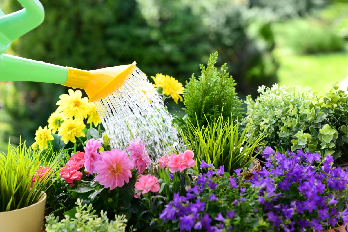 A watering can is used to water various summer plants.