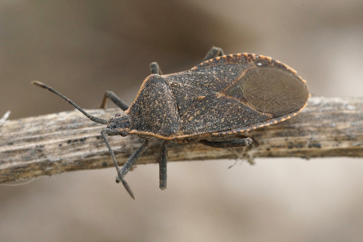 A closeup of an Oregon squash Anasa tristis, a pest species on squash and pumpkins