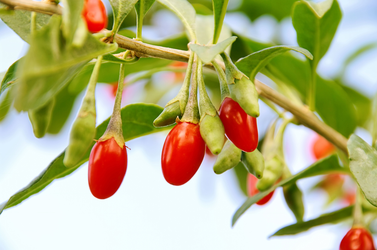 berry bushes