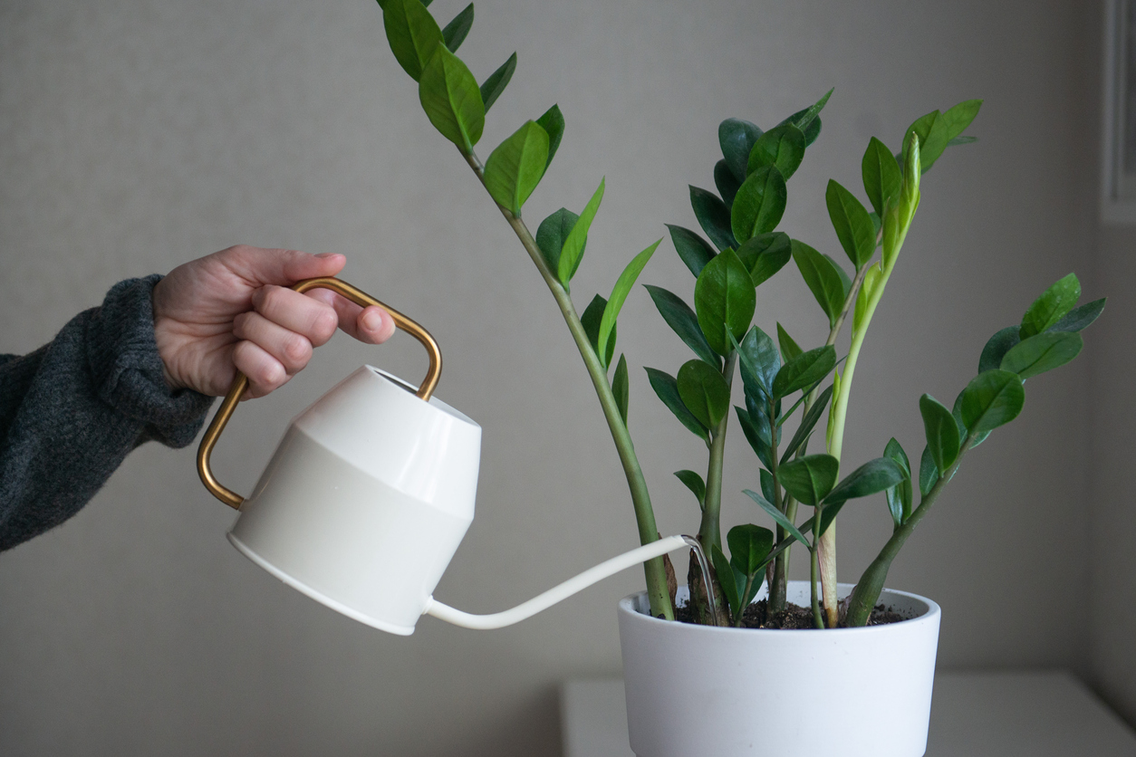 Personne en pull gris arrosant une fleur à la maison plante zamioculcas