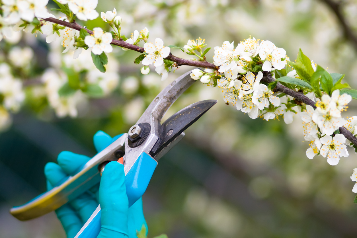 What Happens if You Hire an Unlicensed Tree Trimmer?