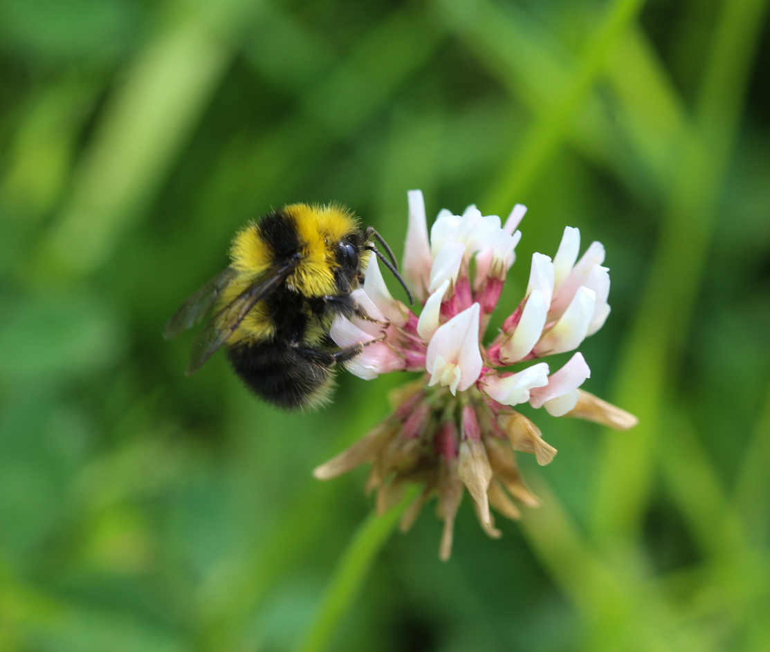 vue rapprochée d'une abeille sur une fleur de trèfle hollandais blanc