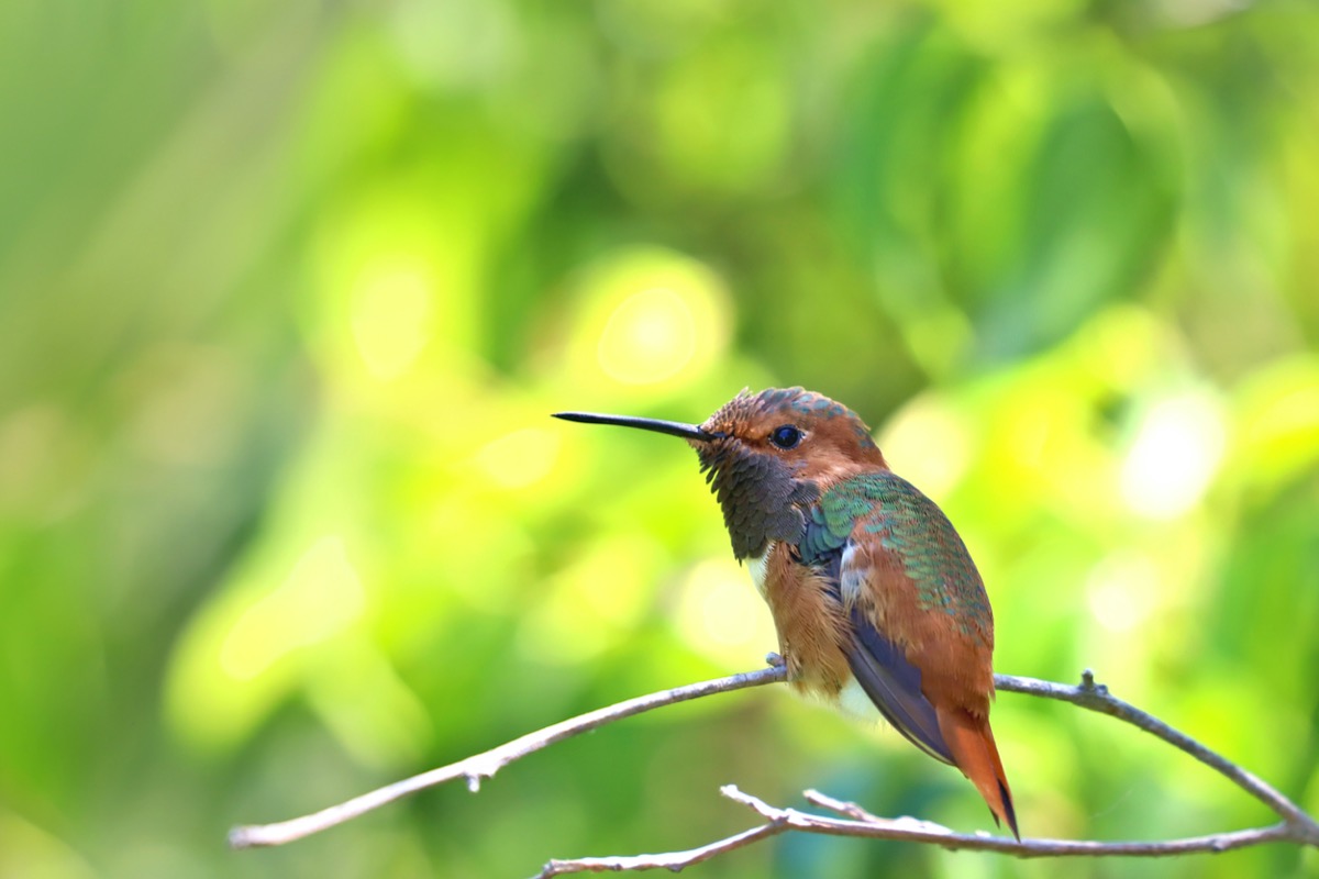 types de colibris