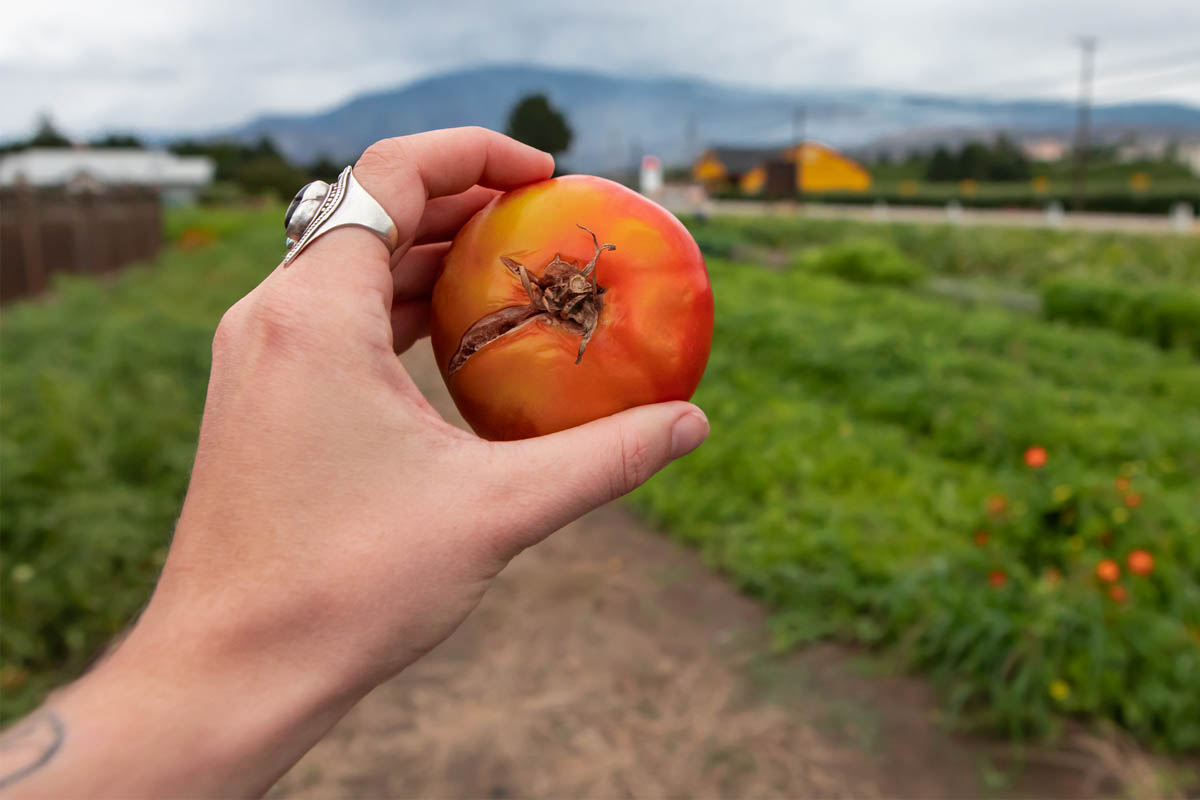 Tomato Plant Problems: Fruit Cracks