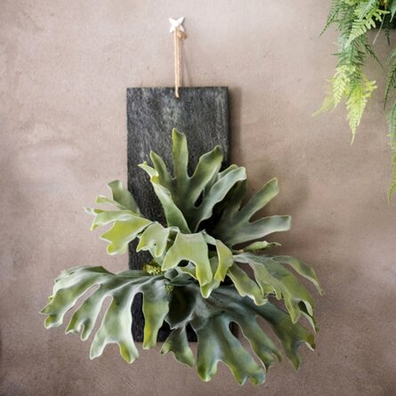 staghorn fern care X